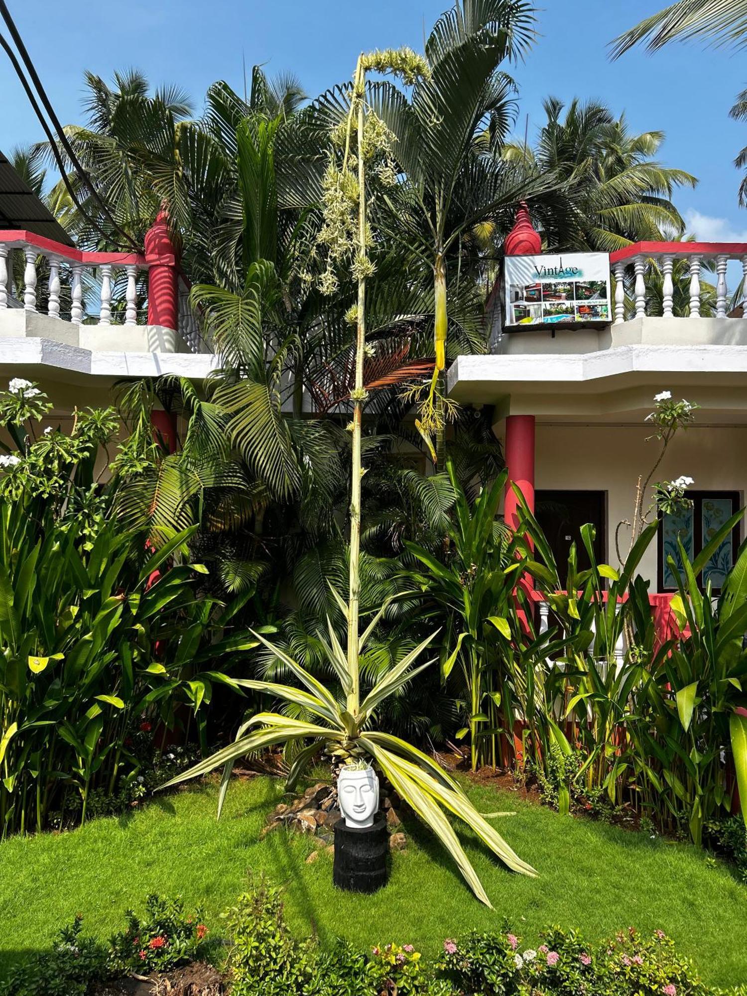 Vintage Beach Resort Agonda Buitenkant foto